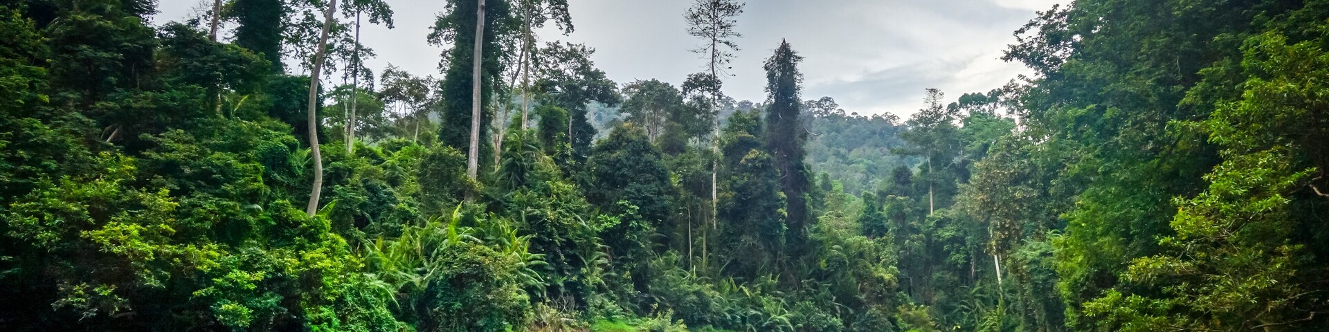 Un río rodeado de bosque denso y árboles altos.