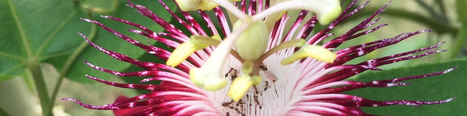 Red flower and the little ants.