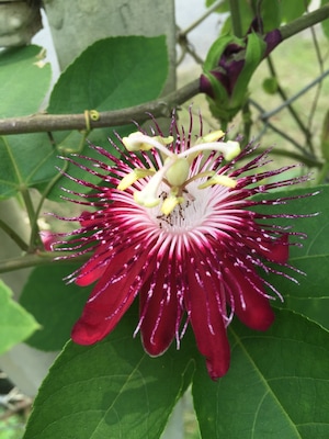Red flower and the little ants.
