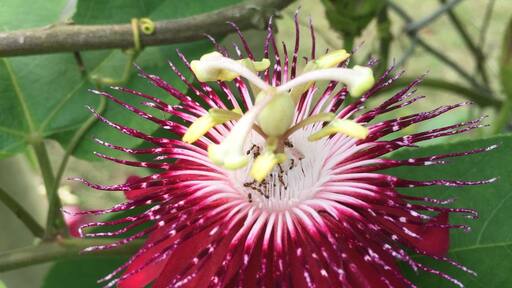 Red flower and the little ants.