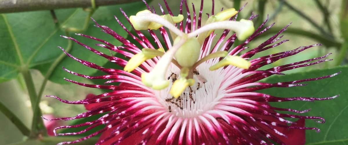 A close-up of a vibrant red and white passion flower with prominent yellow and purple stamens, surrounded by green leaves.