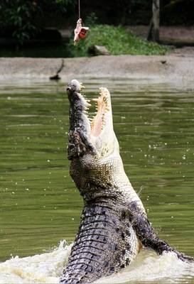 Hungry crocodile during a feeding show.This creature can really jump. Incredible!
