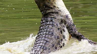 Hungry crocodile during a feeding show.This creature can really jump. Incredible!