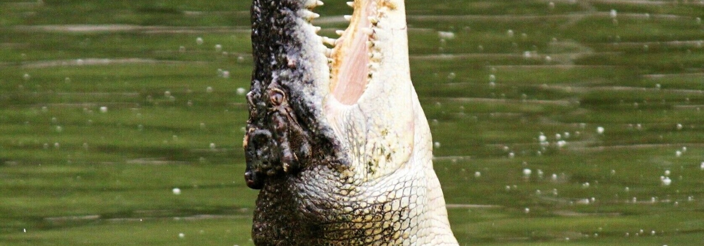 Hungry crocodile during a feeding show.This creature can really jump. Incredible!