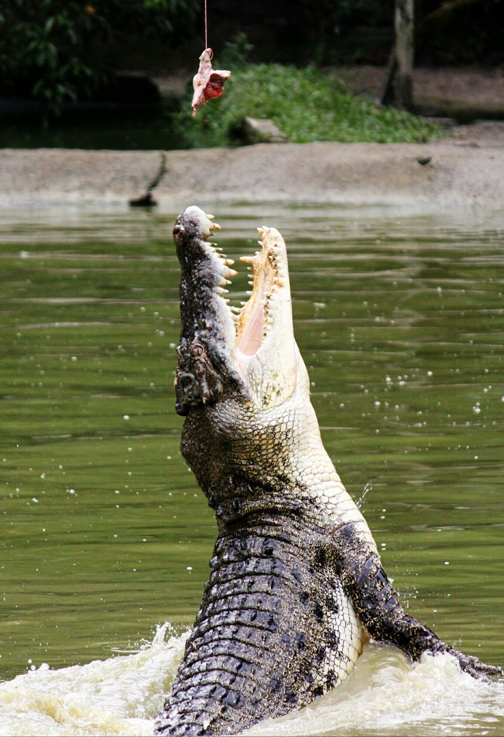 A crocodile in water with a fish in its mouth.