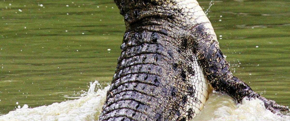 A crocodile in water with a fish in its mouth.