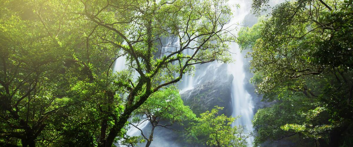 A waterfall surrounded by dense green foliage.