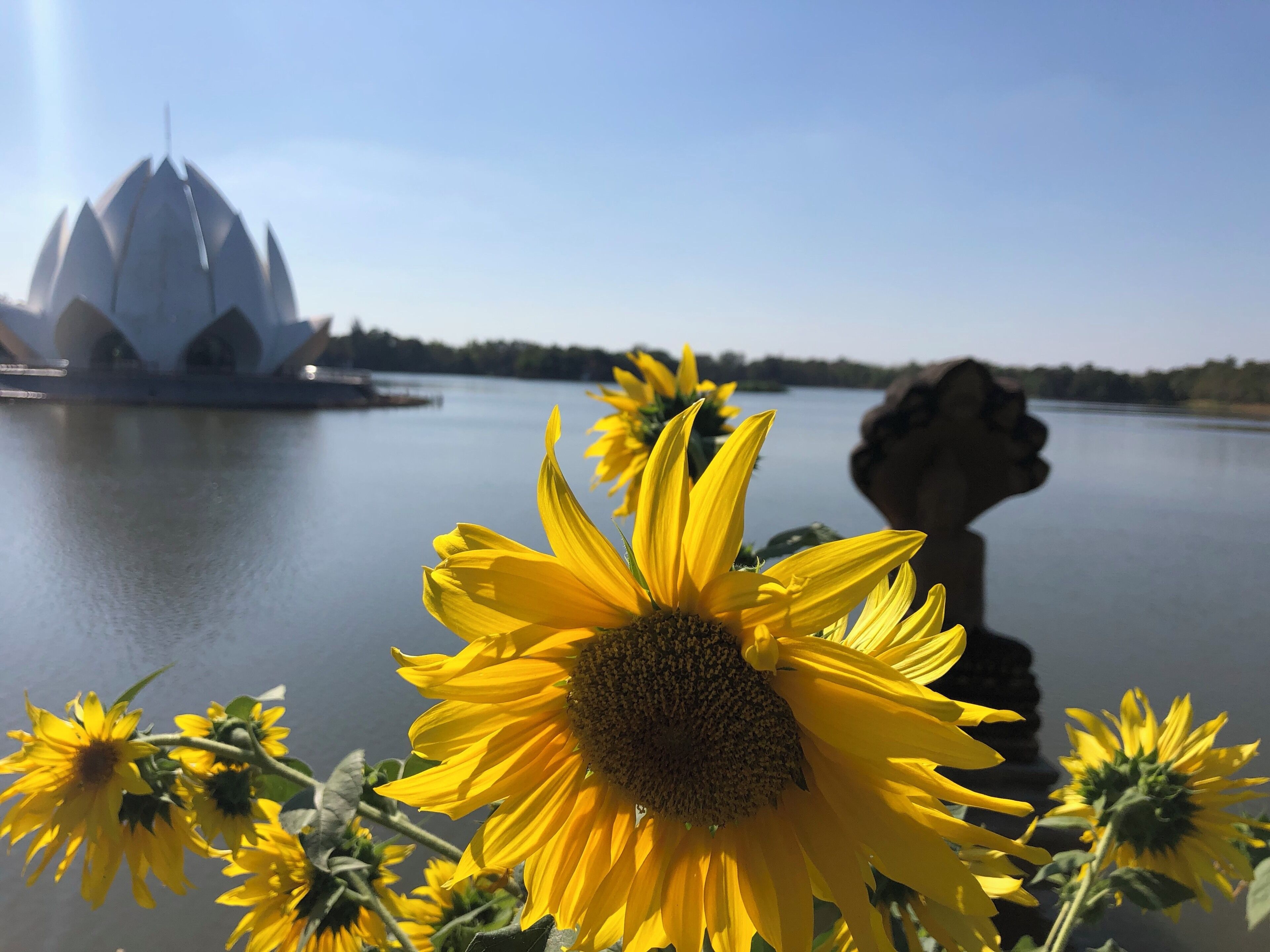 There’s a row of sun flowers at one side of the lake facing the lotus shaped temple