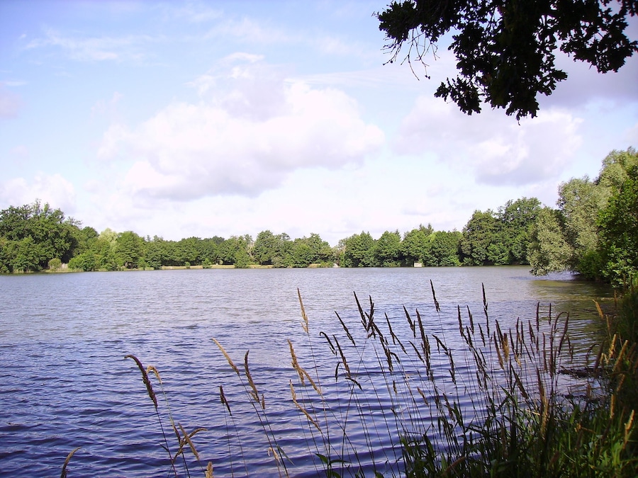 A calm lake surrounded by dense trees and a clear sky.