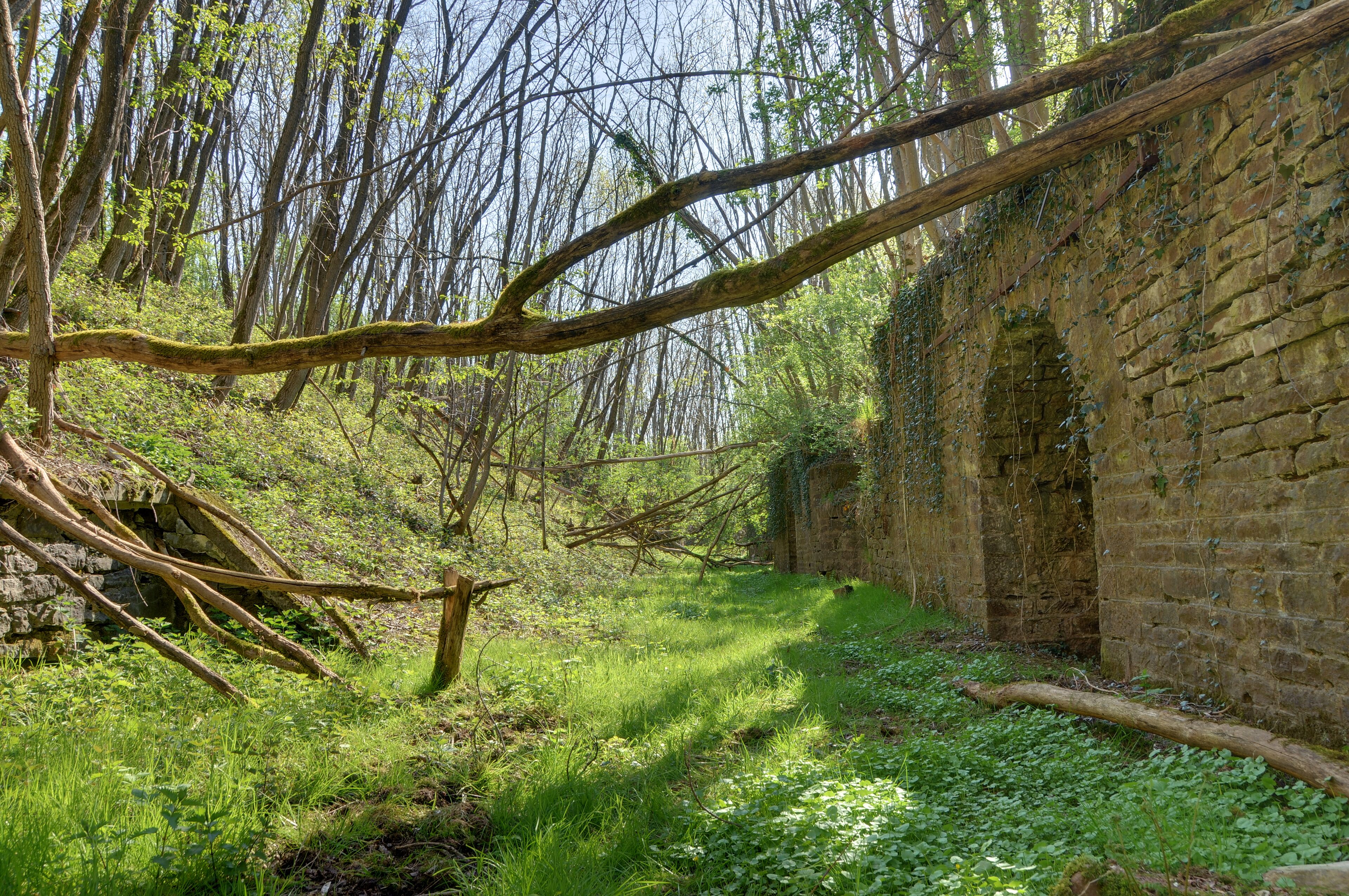 A forested area with a stone wall and a fallen tree.