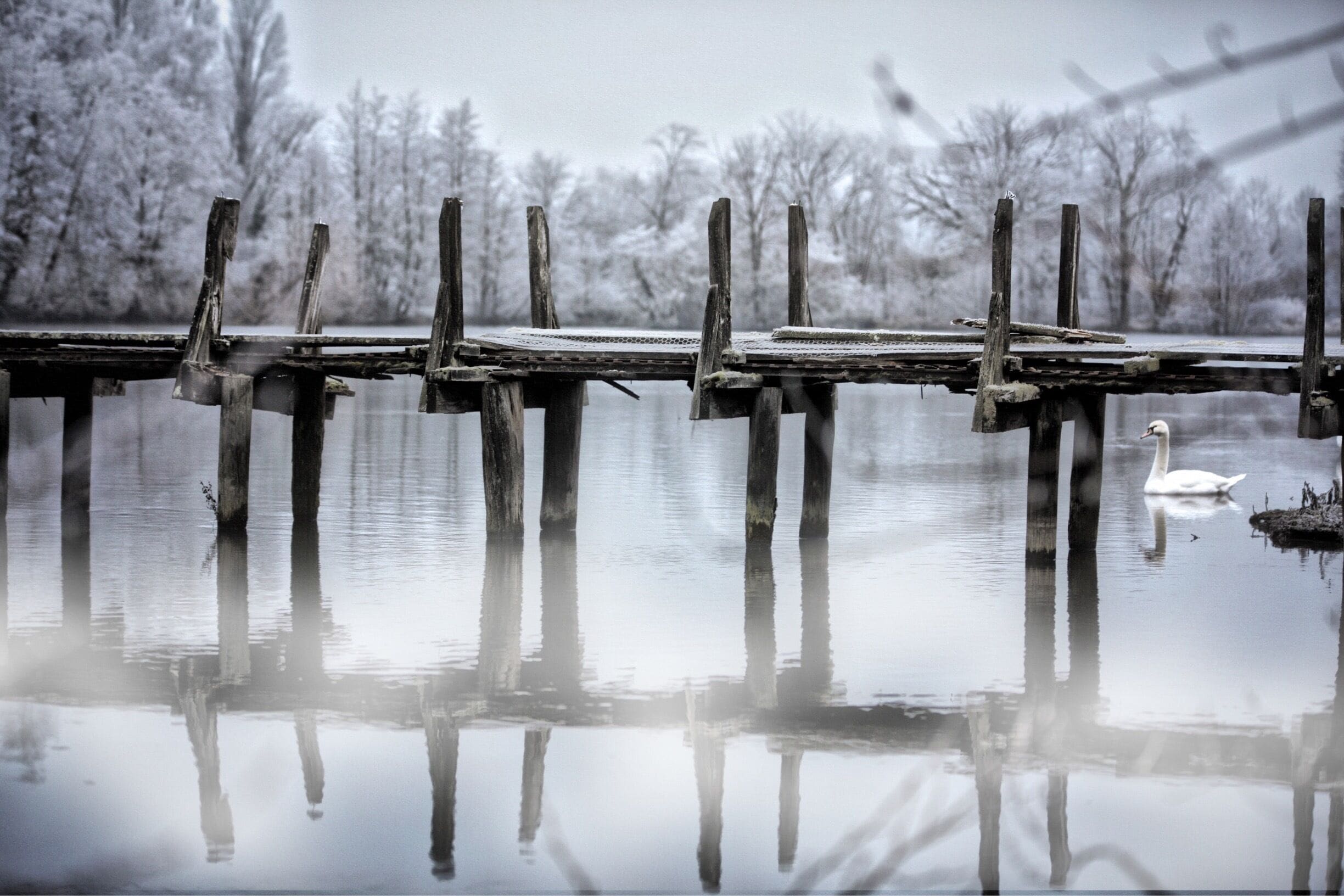 A wooden pier extending into a calm body of water with a swan swimming nearby.