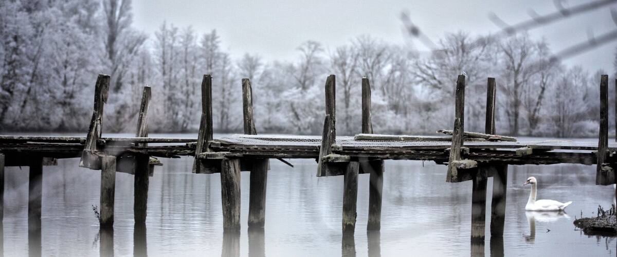 A wooden pier extending into a calm body of water with a swan swimming nearby.