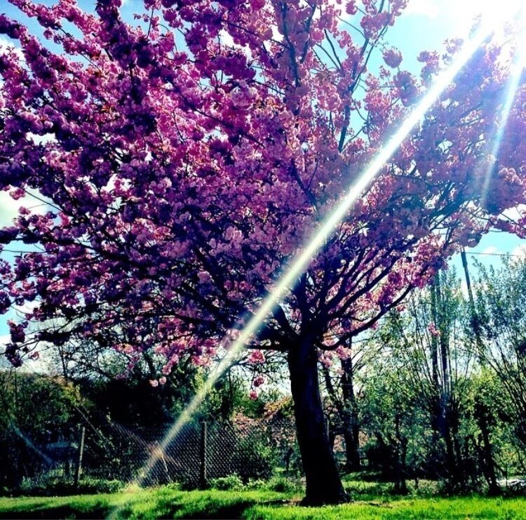 A tree with pink blossoms in a park.