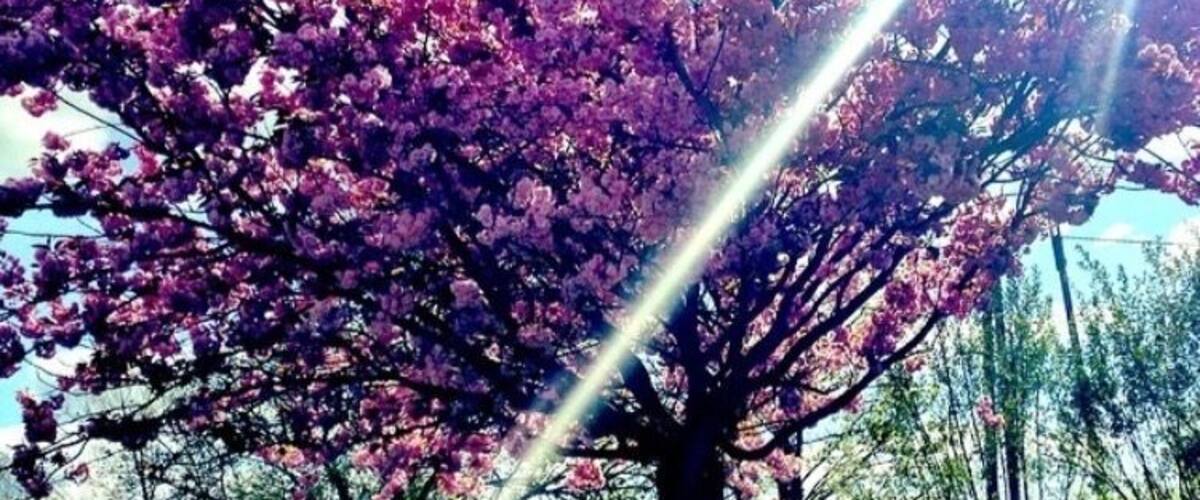 A tree with pink blossoms in a park.