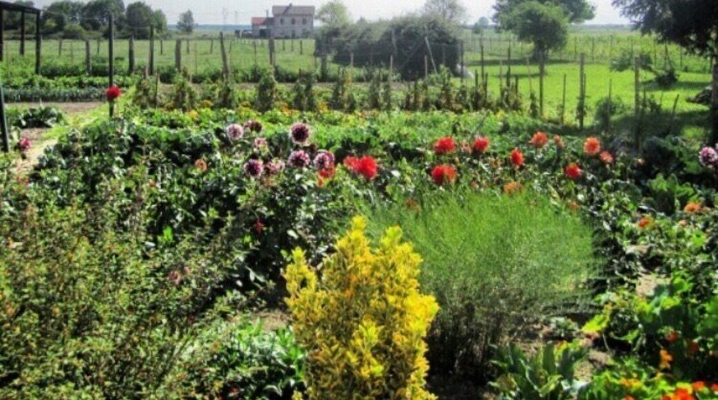 Wonderful kitchengarden 🍅🥕 (Ognolles - France)
May 2012 - Samsung Galaxy SII
#Ognolles #Oise #France #Kitchengarden #Europe