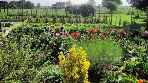 Wonderful kitchengarden 🍅🥕 (Ognolles - France)
May 2012 - Samsung Galaxy SII
#Ognolles #Oise #France #Kitchengarden #Europe