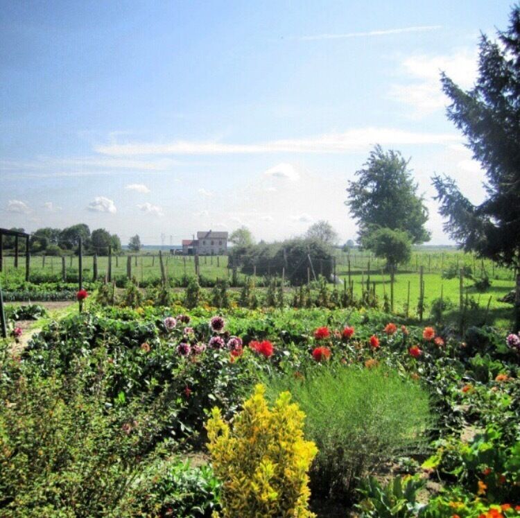A garden with various plants and flowers, a fence, and a building in the background.