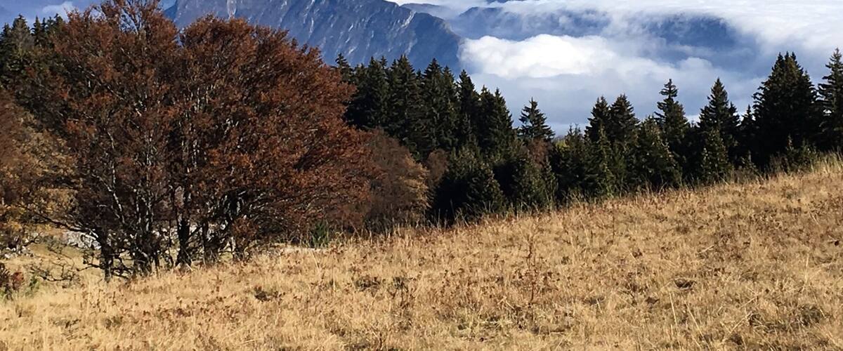 A mountain range with a tree-covered foreground and a valley below.