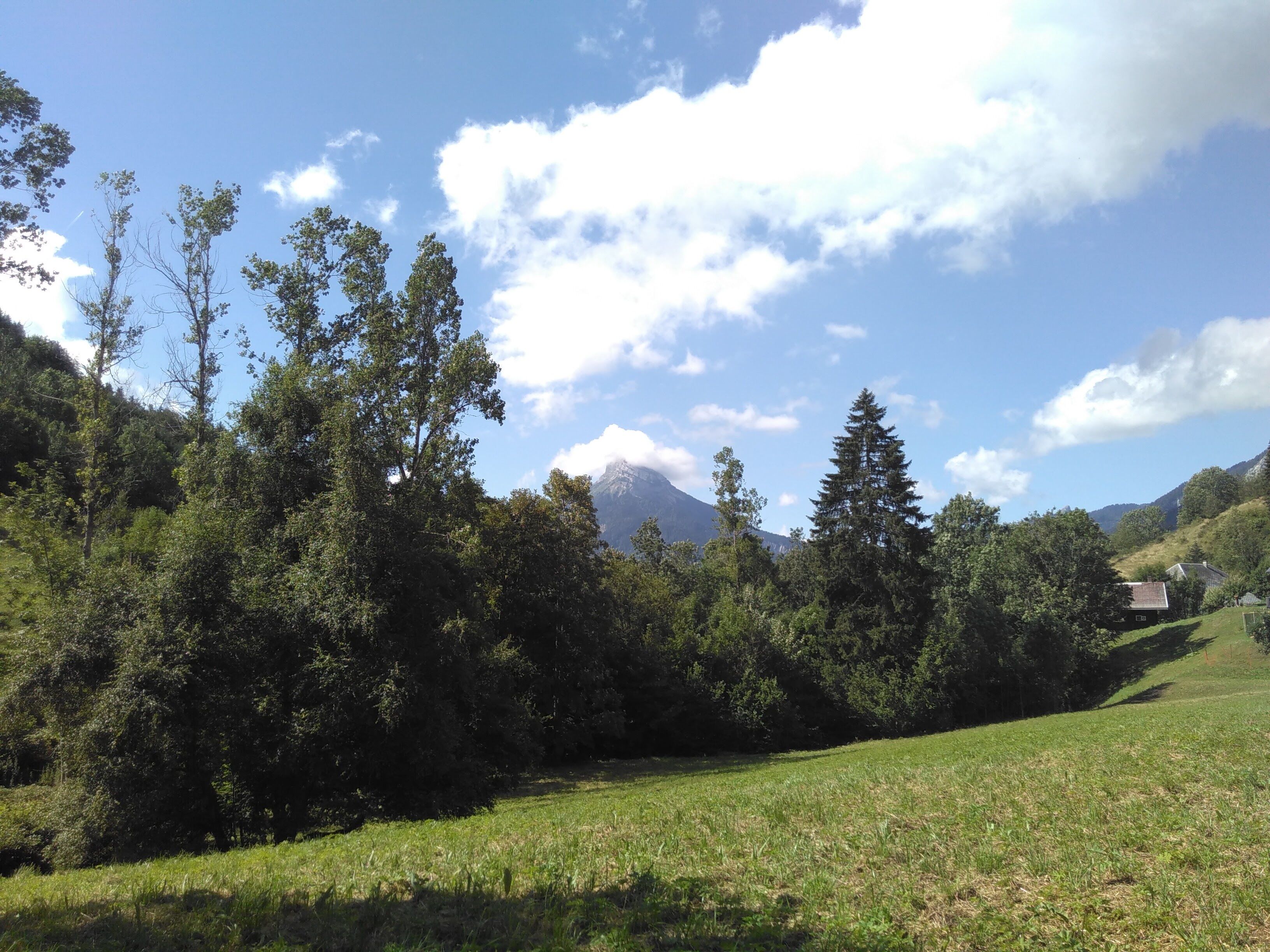 A grassy field with trees and a mountain in the background.
