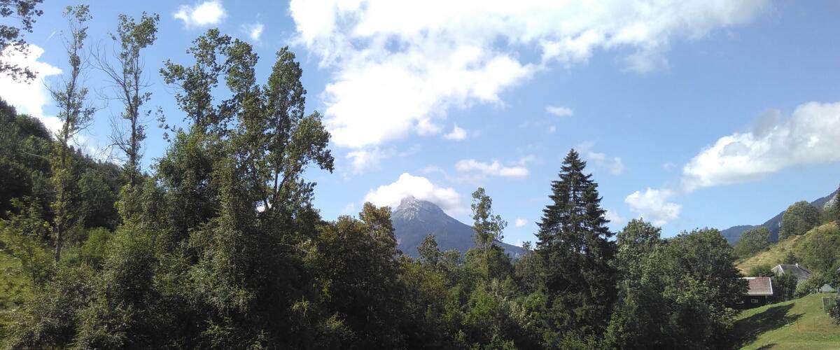 A grassy field with trees and a mountain in the background.