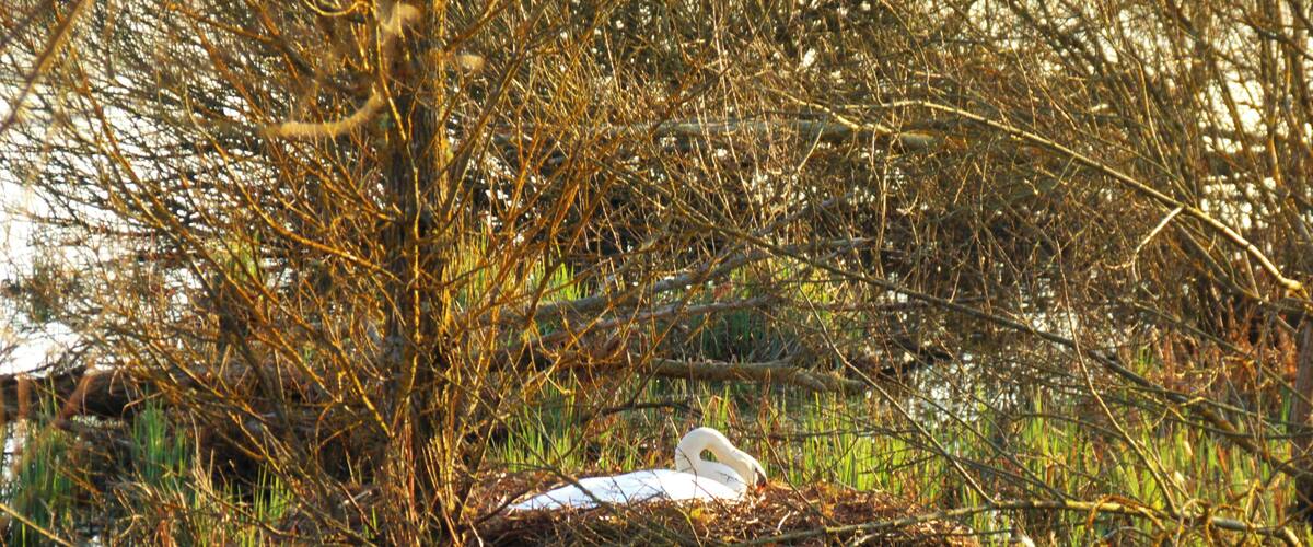 A swan on a nest in a marshy area with reeds and water.