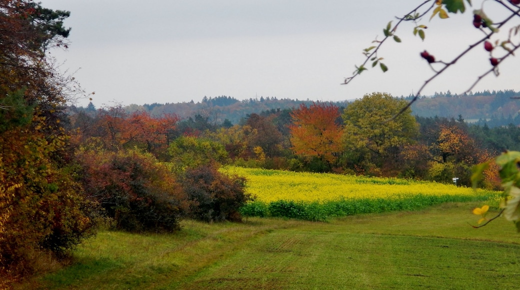 Heckengäu, Land.Tour SchafSpuren