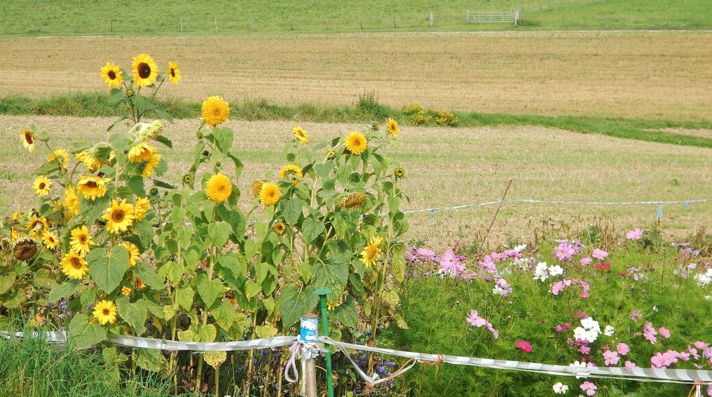 Blick Richtung Lerchenhof