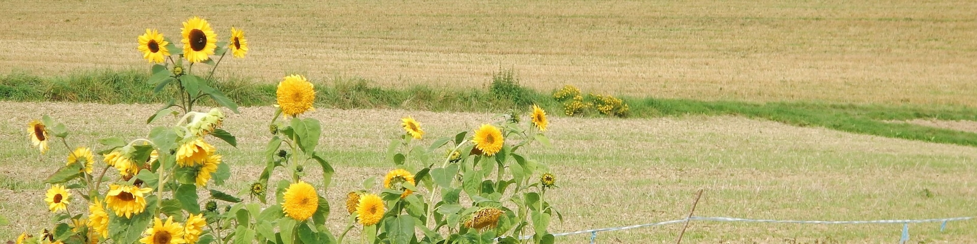 Blick Richtung Lerchenhof