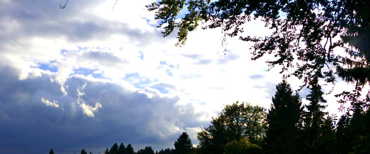 A grassy field with trees and a cloudy sky.