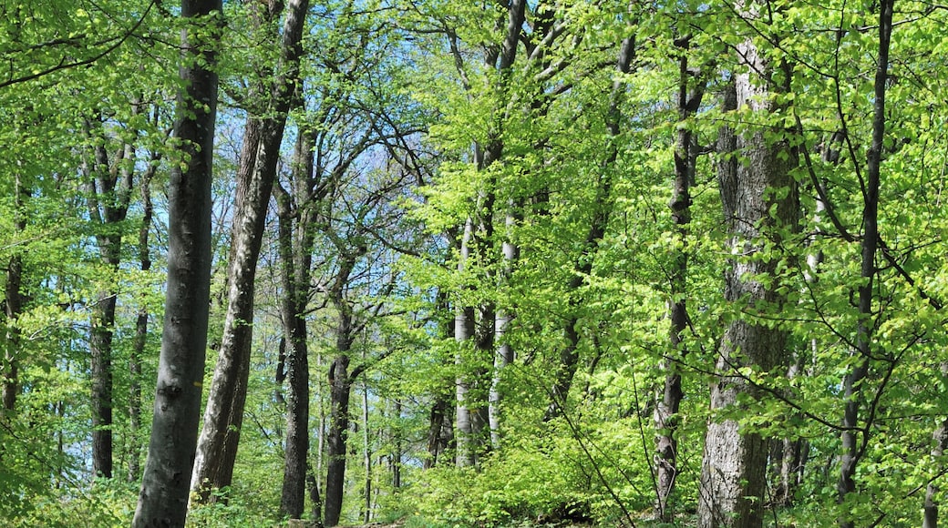 Forest track in Swabian Jura in the German Federal State Baden-Württemberg in the springtime.