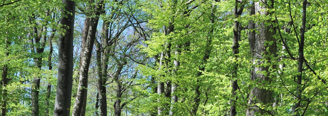 Forest track in Swabian Jura in the German Federal State Baden-Württemberg in the springtime.