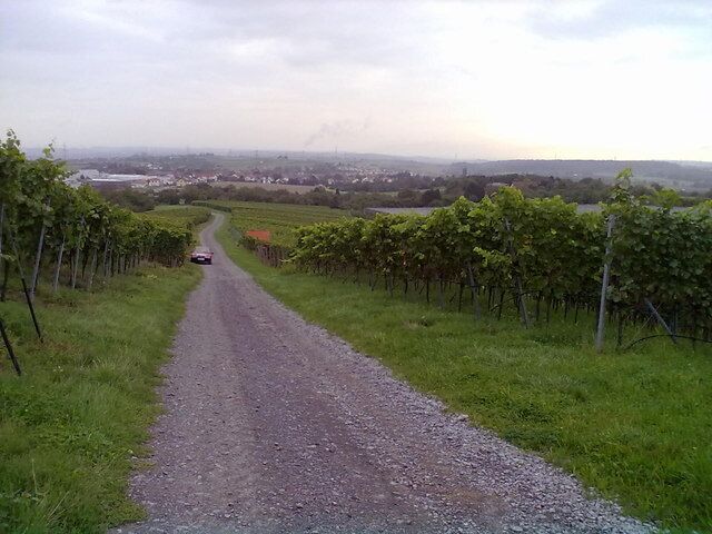 Weinberg - Erligheim