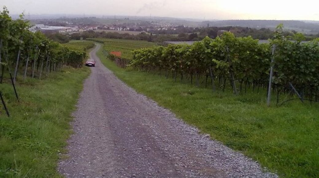 Weinberg - Erligheim