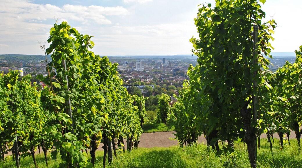 View of German Countryside from Vineyard Covered Hill on Sunny Day