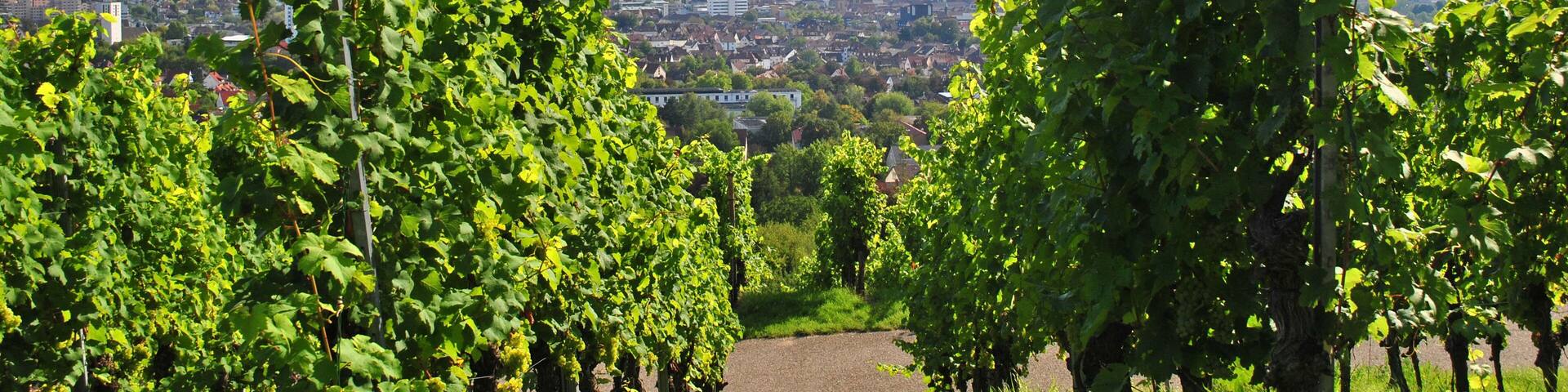 View of German Countryside from Vineyard Covered Hill on Sunny Day