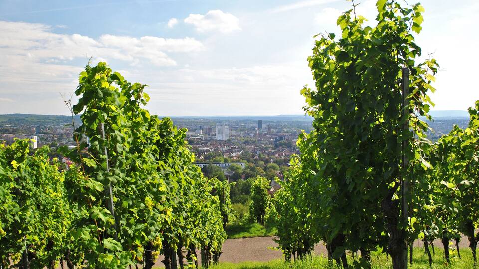 A vineyard with rows of grapevines and a cityscape in the background.