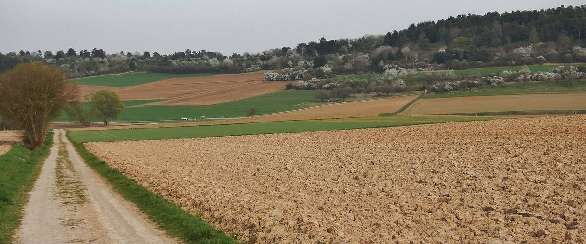 A rural landscape with a dirt road, fields, and a forested hill.
