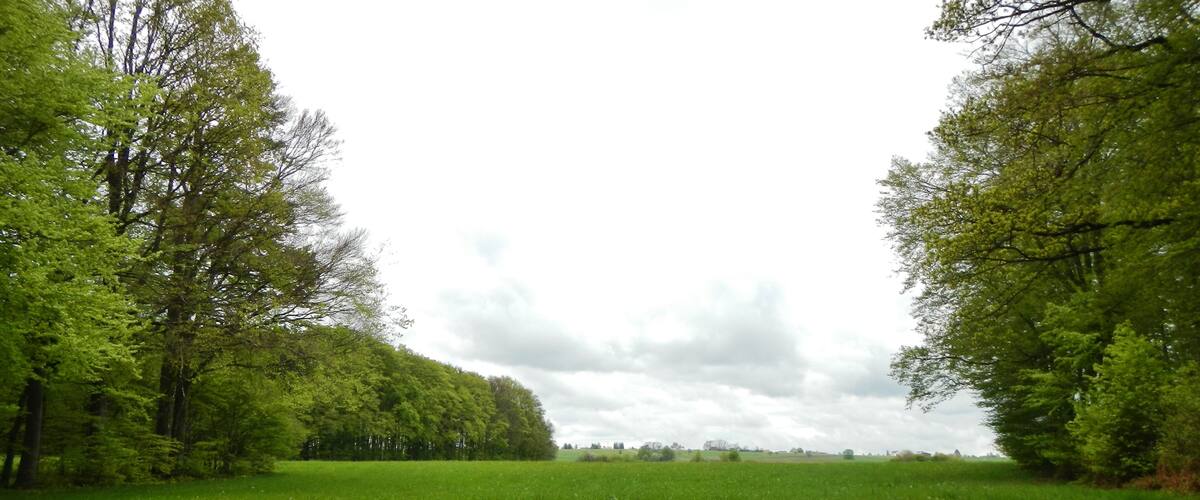 A green field flanked by trees under a cloudy sky.