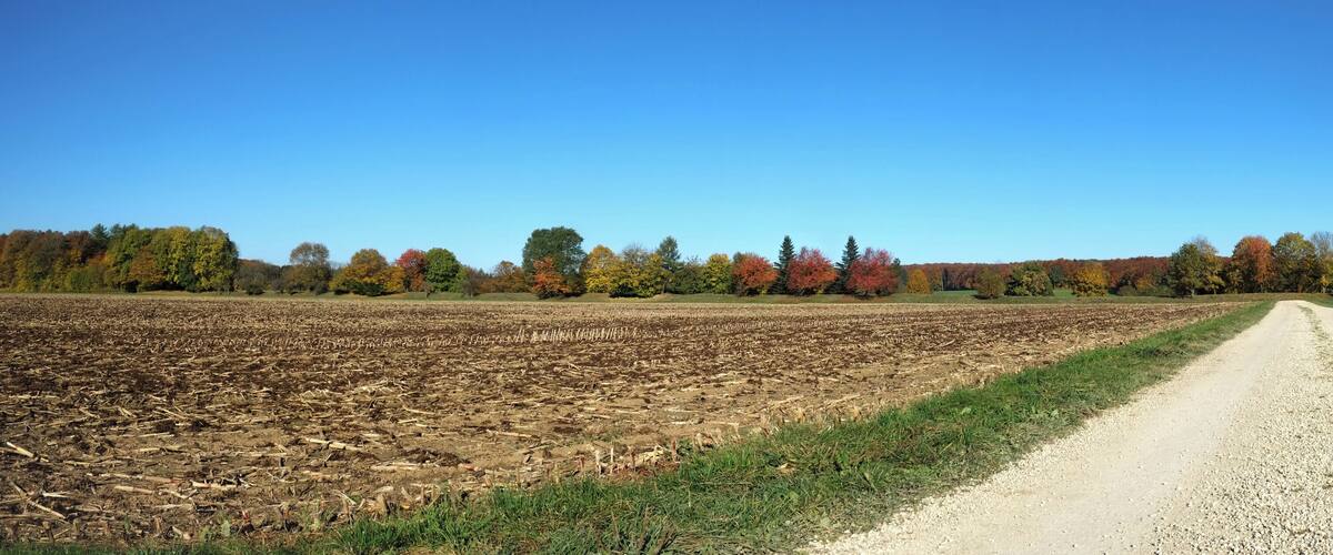 A plowed field with a gravel path leading through it, bordered by trees with autumn foliage.