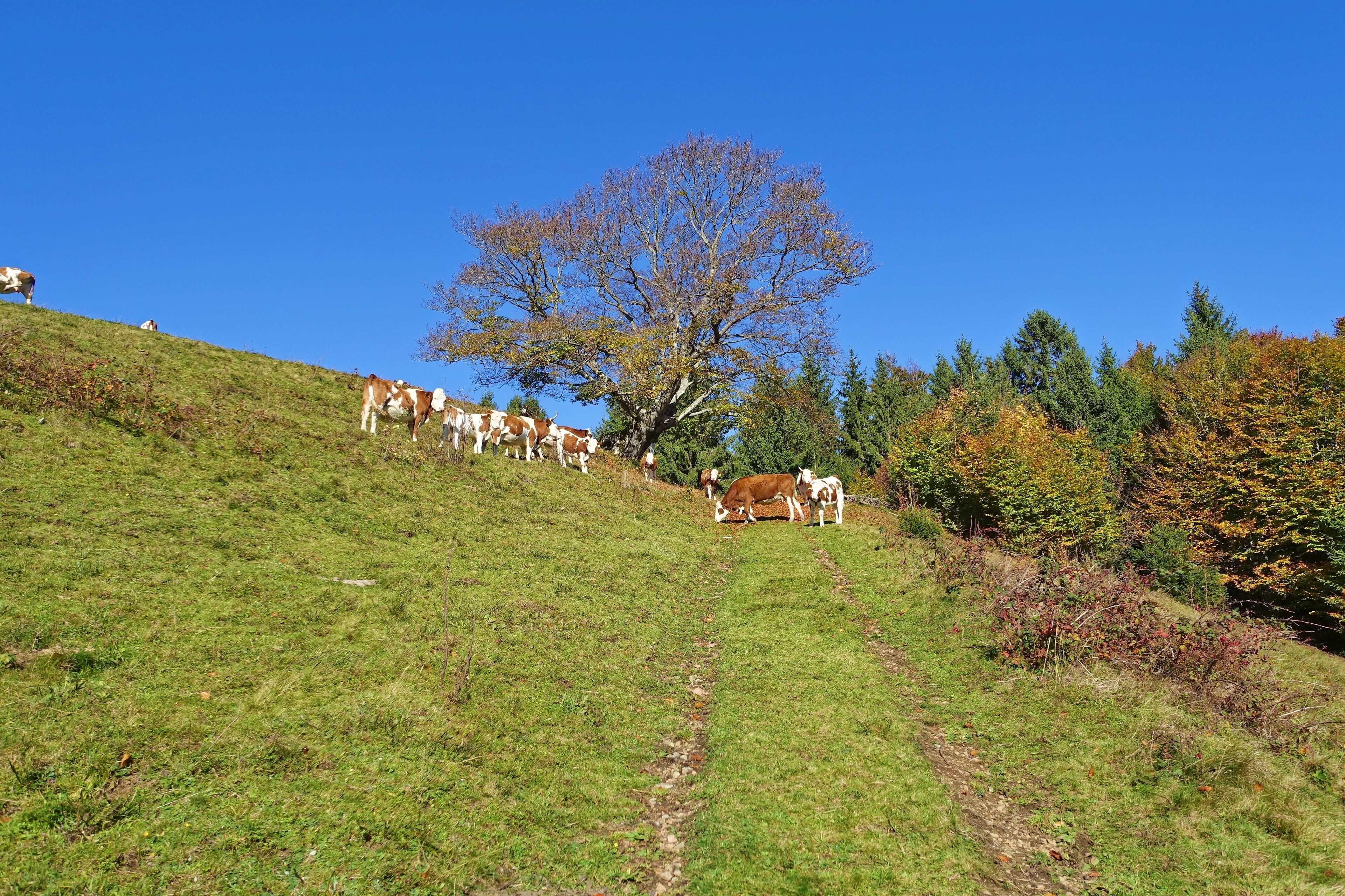 Im Naturschutzgebiet Gletscherkessel Präg
