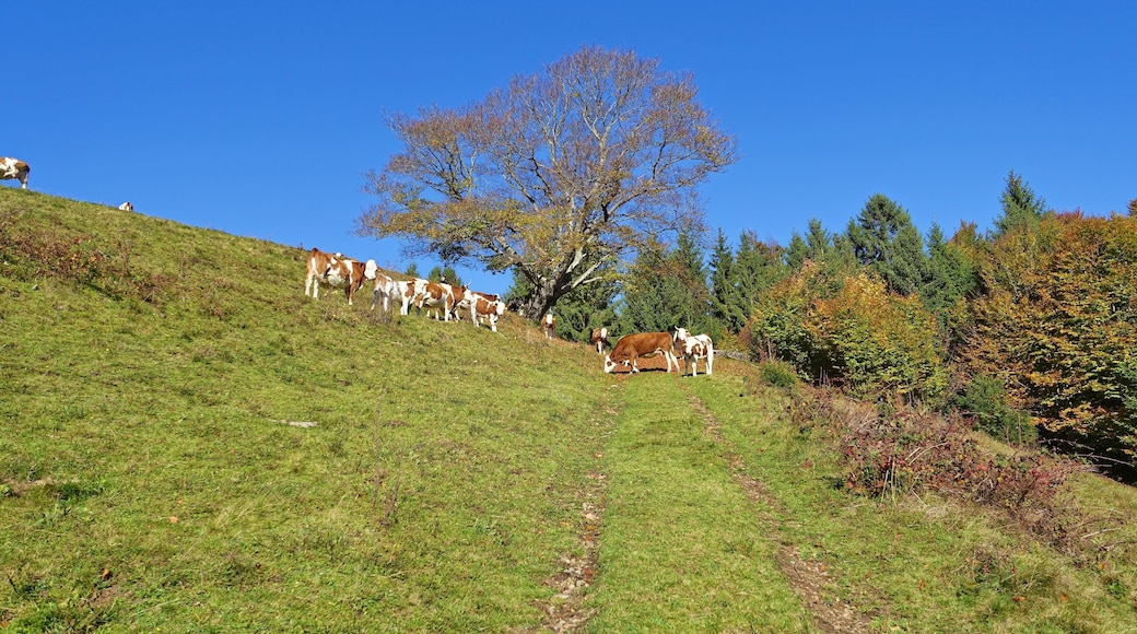 Im Naturschutzgebiet Gletscherkessel Präg