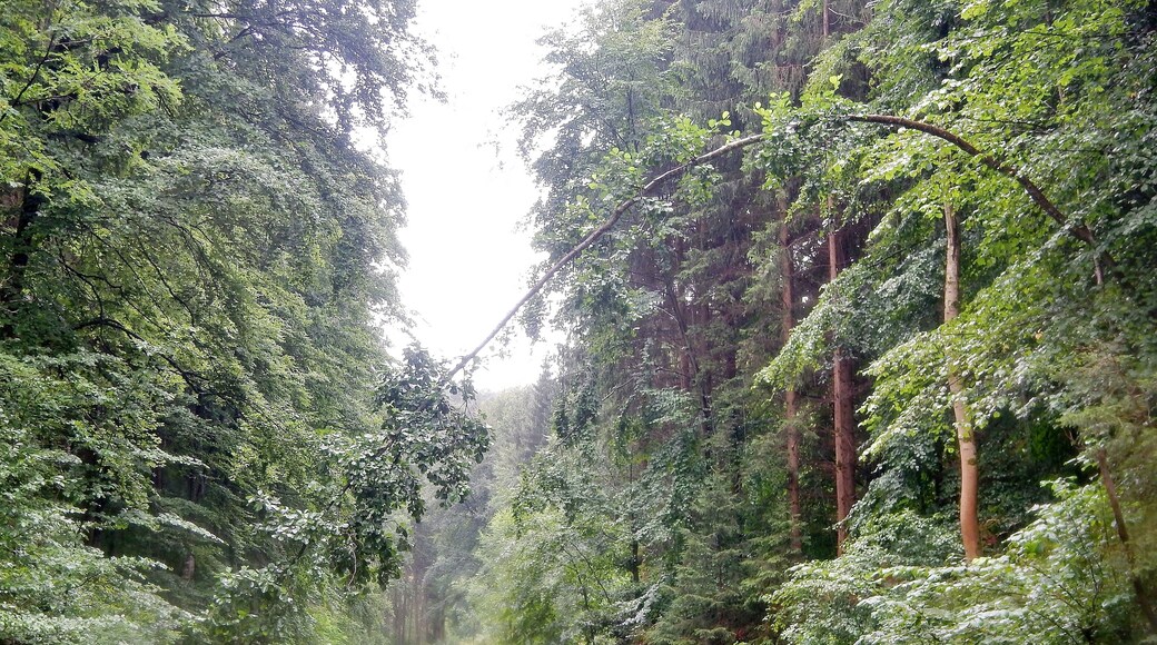 Holz ist elastisch ....