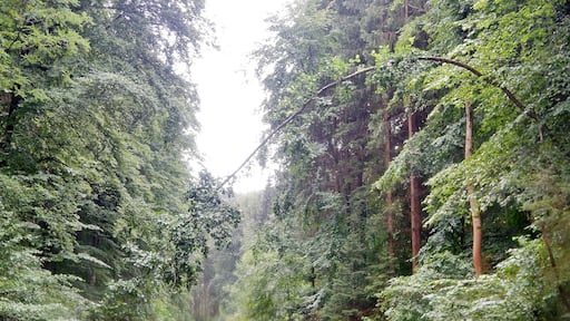 Holz ist elastisch ....