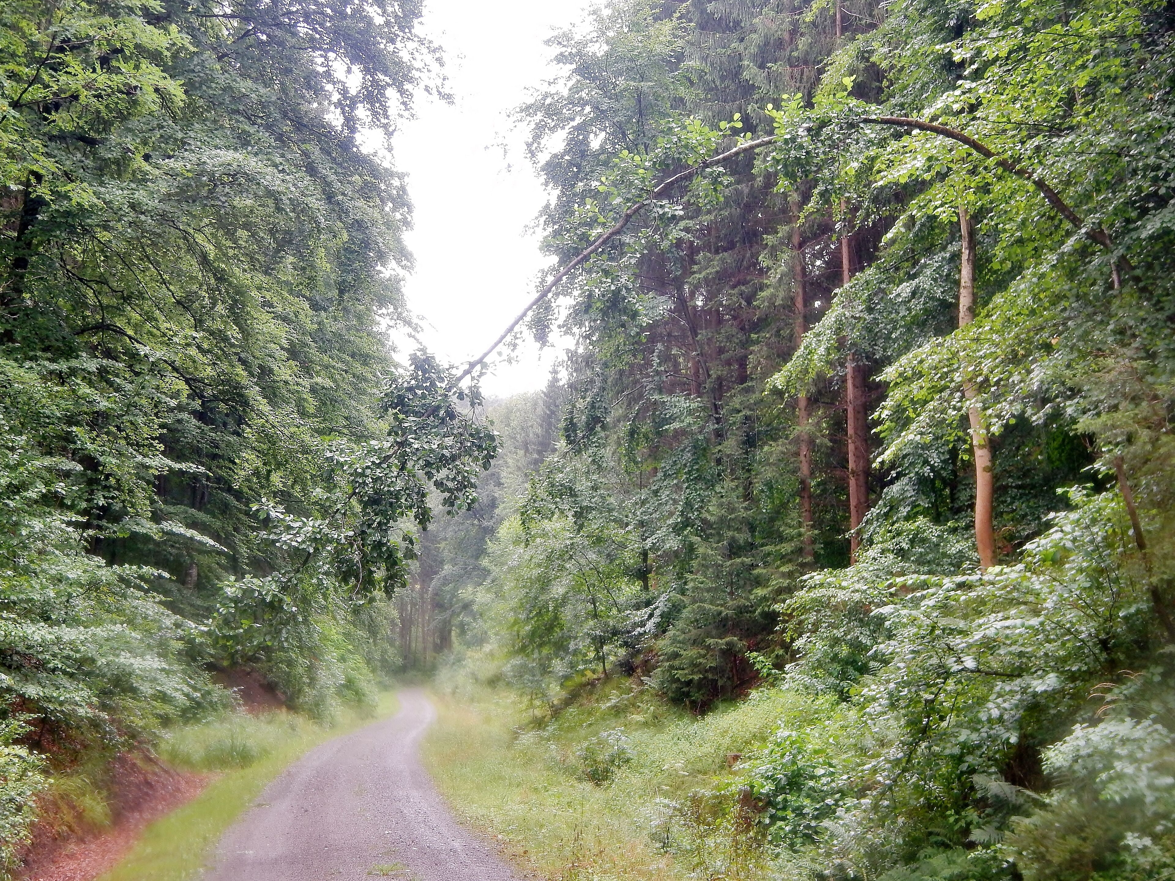 A narrow forest road flanked by dense green foliage and tall trees.