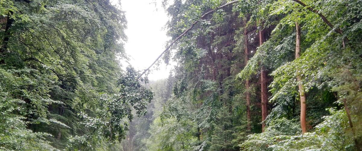 A narrow forest road flanked by dense green foliage and tall trees.