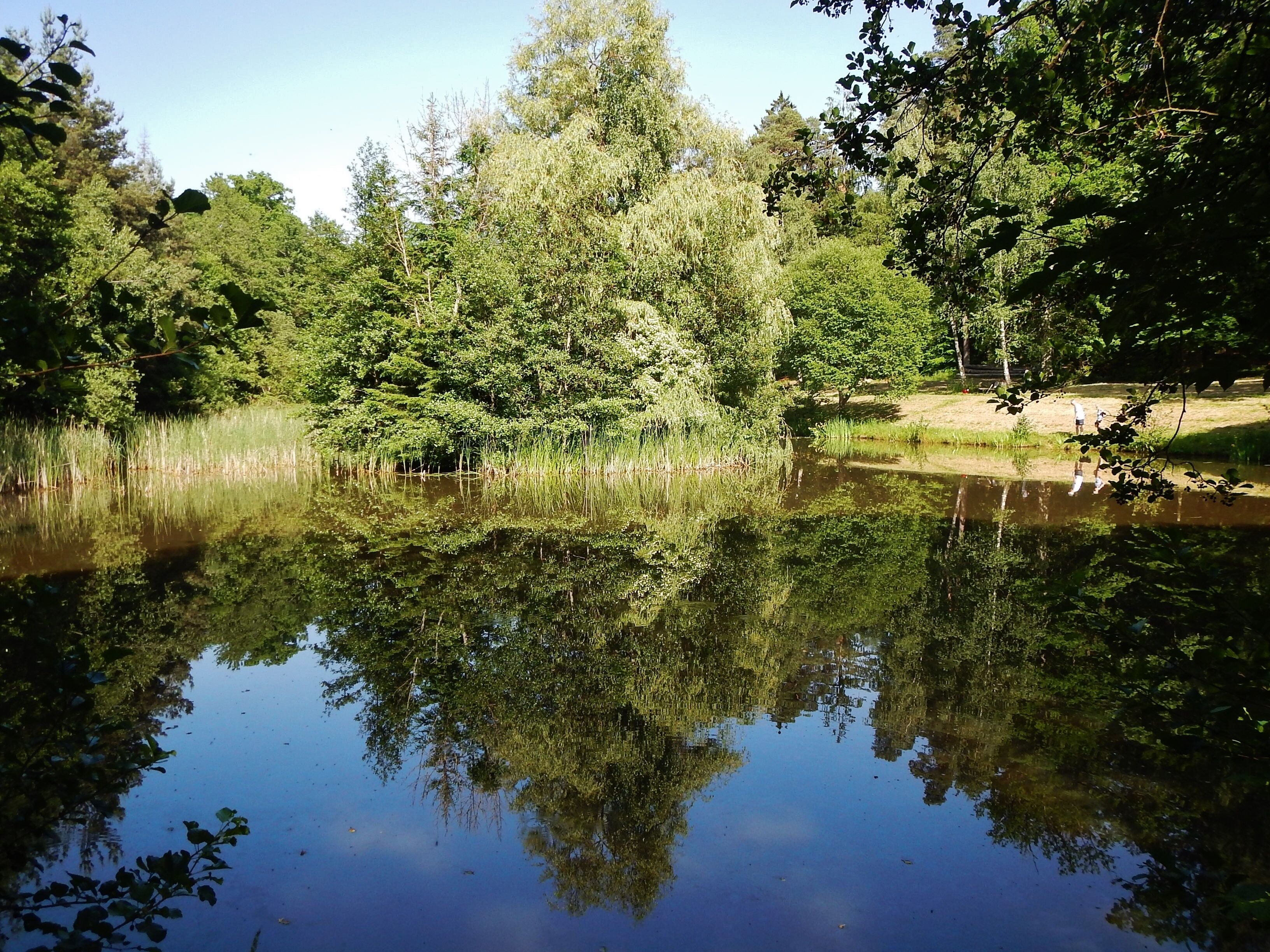 Kohlweiher im Naturpark Schönbuch, Juni 2014