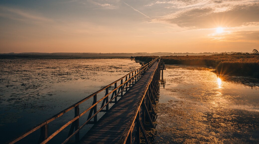 Eine Holzbrücke über eine sumpfige Landschaft im Abendlicht.