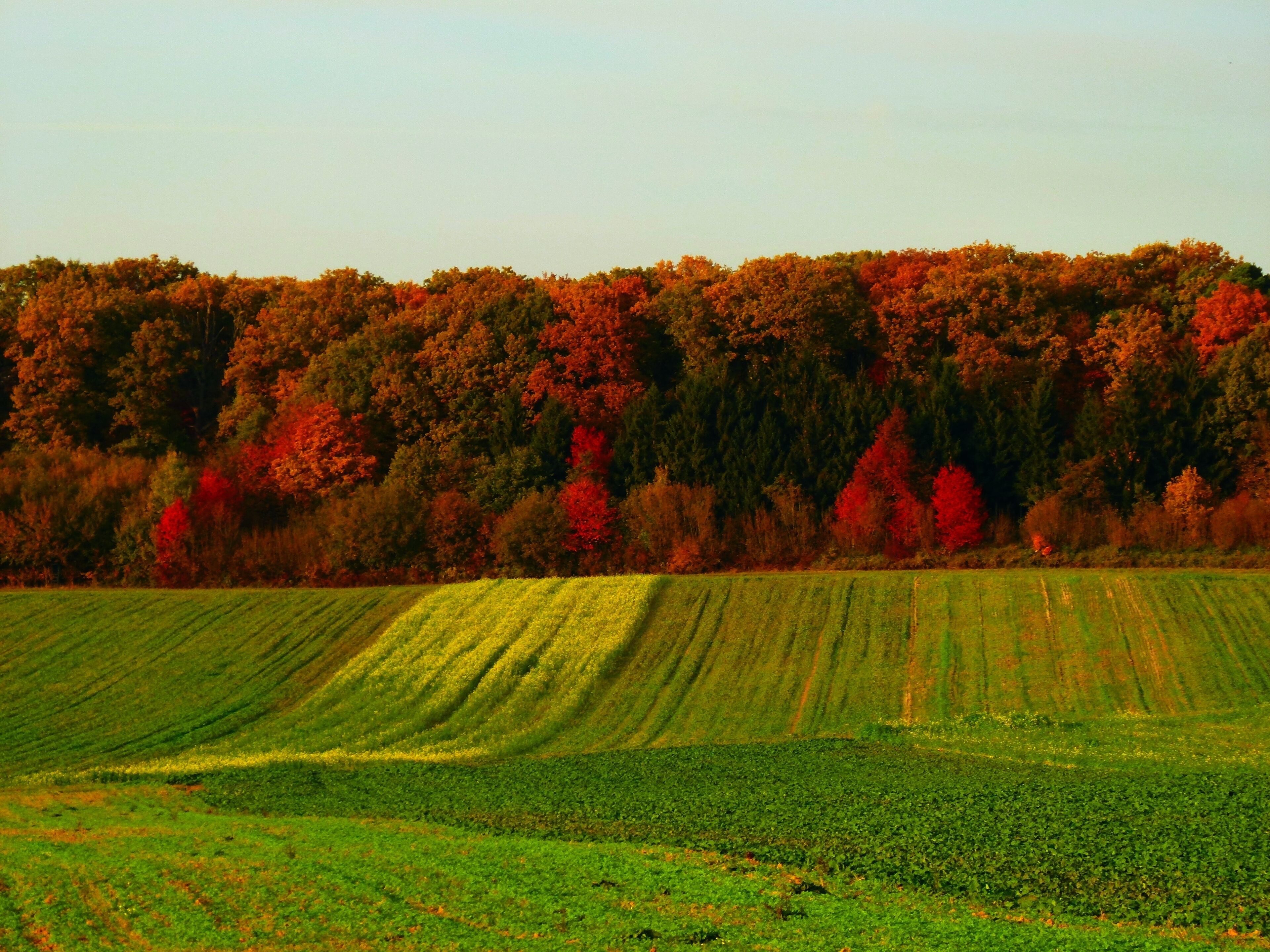 A field with rows of crops and a forest in the background.