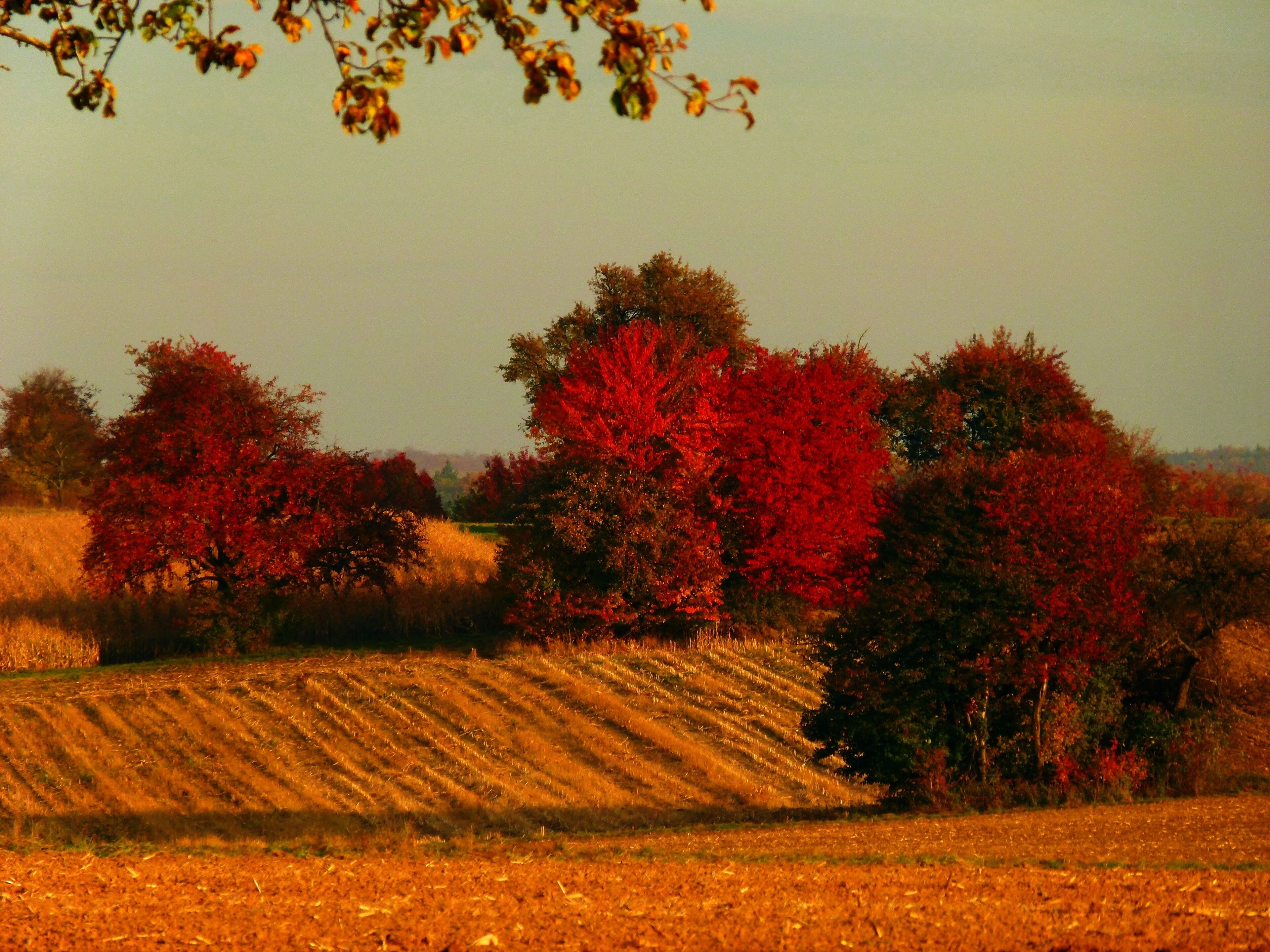 Autumn In The Fields