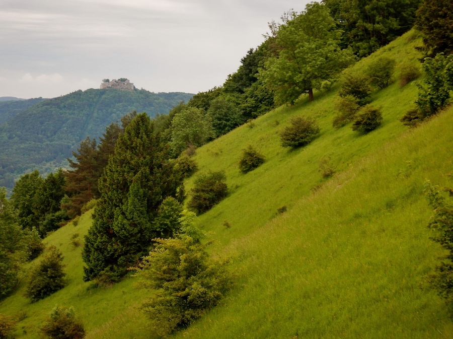 Una ladera verde y exuberante con árboles dispersos y un castillo en una colina distante.
